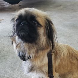 MayLee - Pekingese