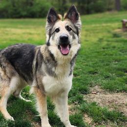 Doberman Pinschers and German Shepherds from By My Side Germans Shepherds & Dobermans