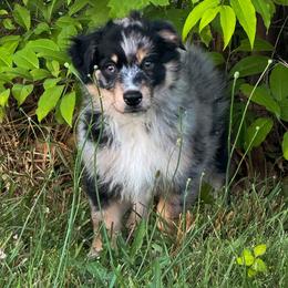 AKC Macchiato (Natural Tail) - Blue merle male Australian Shepherd puppy in Jonesborough, Tennessee from 5AFarms