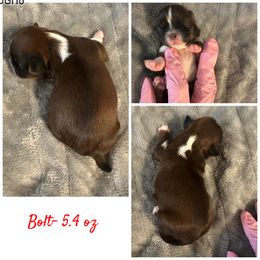 Bolt - Liver and white male Shih Tzu puppy in Waverly, Ohio from Kara’s Shih Tzu Kuties