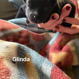 Pomeranian Puppies from Paradise Point Pomeranians