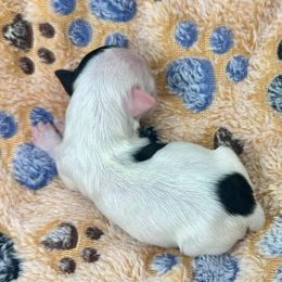 Havanese Puppies from Havanese Acres