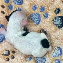 Havanese Puppies from Havanese Acres