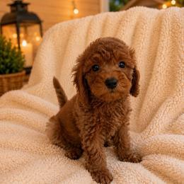 Ruby - Red  female Goldendoodle puppy in Warrensburg, Missouri from Supreme Doodles