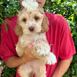 Elizabeth - Buff female Cockapoo puppy in Adrian, Oregon from ApplebyFarm