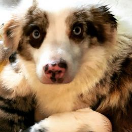Panda - Miniature American Shepherd