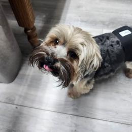 Yorkshire Terrier puppies from Strohlz Yorkies