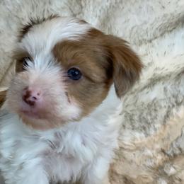 S'mores - Parti male Yorkshire Terrier puppy in Bennettsville, South Carolina from Cottonwood Maltese