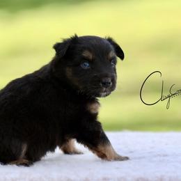 Freddy Krueger - Black tri male Miniature Australian Shepherd puppy in Prague, Oklahoma from Clay Creek Aussies