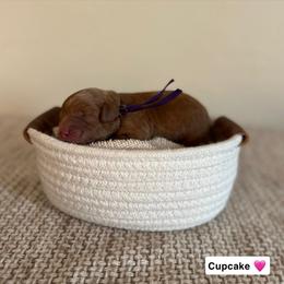 X - Red  female Goldendoodle puppy in Crothersville, Indiana from Wischmeier’s Doodles