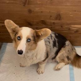 Cali - American Corgi