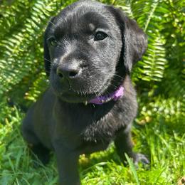 Girl 7 - Black female Labrador Retriever puppy in Lower Burrell, Pennsylvania from Ruckus Family Labs