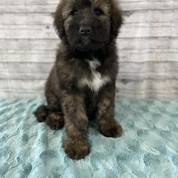 Aussiedoodle Puppies from Soap Creek Kennels