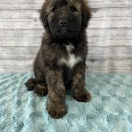 Aussiedoodle Puppies from Soap Creek Kennels