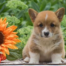Giggles - Red female Pembroke Welsh Corgi puppy in Lititz, Pennsylvania from GoldStar Corgis (License Number 18519)