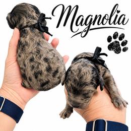 Magnolia - Merle female Saint Berdoodle puppy in Garland, Texas from Brewer's Doodles and French Bulldogs