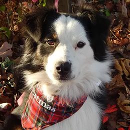Australian Shepherds from Northern Maple Valley Aussies