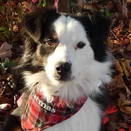 Australian Shepherds from Northern Maple Valley Aussies