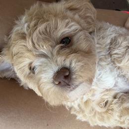 Lola - Cream female Havanese puppy in Cadwell, Georgia from Hashtag Havenese