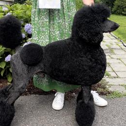 Poodles from Beyond the Standard