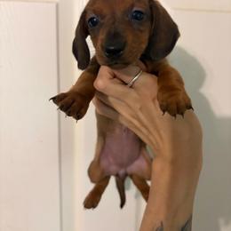 Birdy - Red female Dachshund puppy in Conroe, Texas from R&M Dachshunds