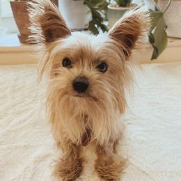 Yorkshire Terriers from Yellow House Yorkies