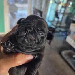 Harper - Black female Pug puppy in Madera, California from Hills Pugs