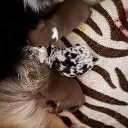 Cinder - Red tri-color female Australian Shepherd puppy in Wrightstown, New Jersey from Hartzland Farm Australian Shepherds