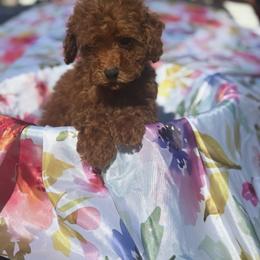 Green - Red  female Poodle puppy in Anaheim, California from SoCal Toy Poodles