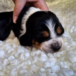 Fanny - Black brown and white female Basset Hound puppy in Mack's Creek, Missouri from Mack's Creek Basset Hounds