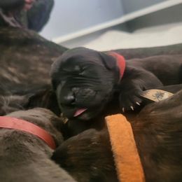 Red Boy - Black brindle Cane Corso puppy in Montgomery, New York from Mormaxx Kennel