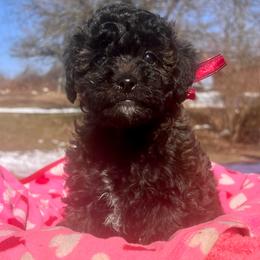 Eileen - female Aussiedoodle puppy in Utica, Ohio from Poodle Me Crazy