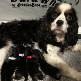 Skye - Cavalier King Charles Spaniel