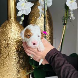 Pink - Parti female Goldendoodle puppy in Miami, Florida from GoldStar Doodles USA
