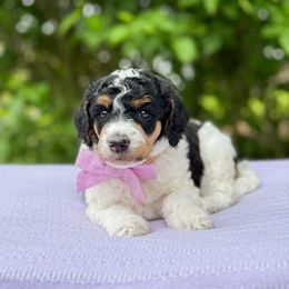 Fawn - Parti female Poodle puppy in Bellville, Ohio from Cedar Ridge Standard Poodles
