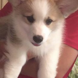 Pembroke Welsh Corgis from Gwen Nerren