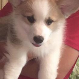 Pembroke Welsh Corgis from Gwen Nerren