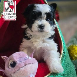 Mira - Parti female Yorkshire Terrier puppy in California from Corazon de gigante