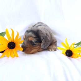 Amber - Dapple female Dachshund puppy in Fredericksburg, Ohio from William's Dachshunds