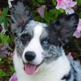 Cardigan Welsh Corgis from Welswood Cardigans