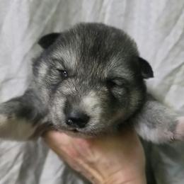 Boy4 - Agouti and white male Siberian Husky puppy in Oscoda, Michigan from Sstar