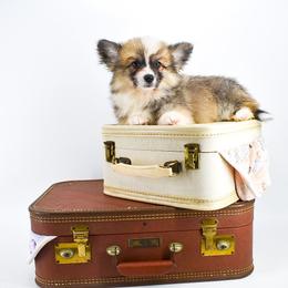 Zyn - Sable male Pembroke Welsh Corgi puppy in San Antonio, Texas from Moxxi's Legacy Corgis