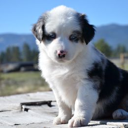 Miniature American Shepherd and Miniature Australian Shepherd Puppies from Back Country Aussies