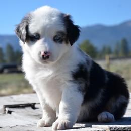 Miniature American Shepherd and Miniature Australian Shepherd Puppies from Back Country Aussies