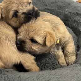 Pink collared girl - Wheaten female Cairn Terrier puppy in Battle Ground, Washington from Debra Soutar