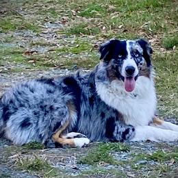 Rhett - Australian Shepherd