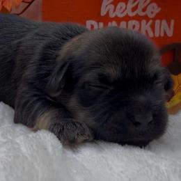 BOSTON - AKC - Chocolate brindle male Havanese puppy in Verden, Oklahoma from Holcombs Puppy Ranch
