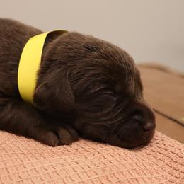 Diesel - Chocolate male Labrador Retriever puppy in Camden, Indiana from Camden's Caring Canines