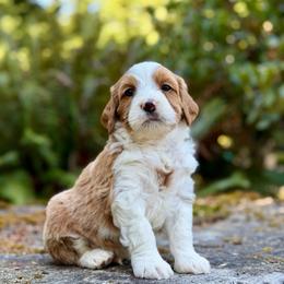 Gus Gus (Red Collar) - Red male Bernedoodle puppy in Stanwood, Washington from Butter Cup Pups and Paws