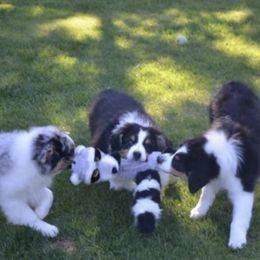 Australian Shepherds from Alaska Gold Kennels